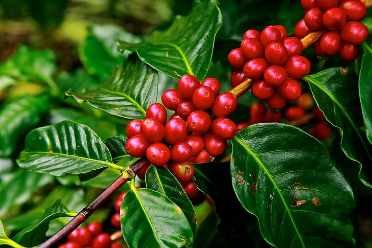 Single Origin vs. Microlot vs.Blends: Your Ultimate Guide to Coffee Types - Foster Coffee