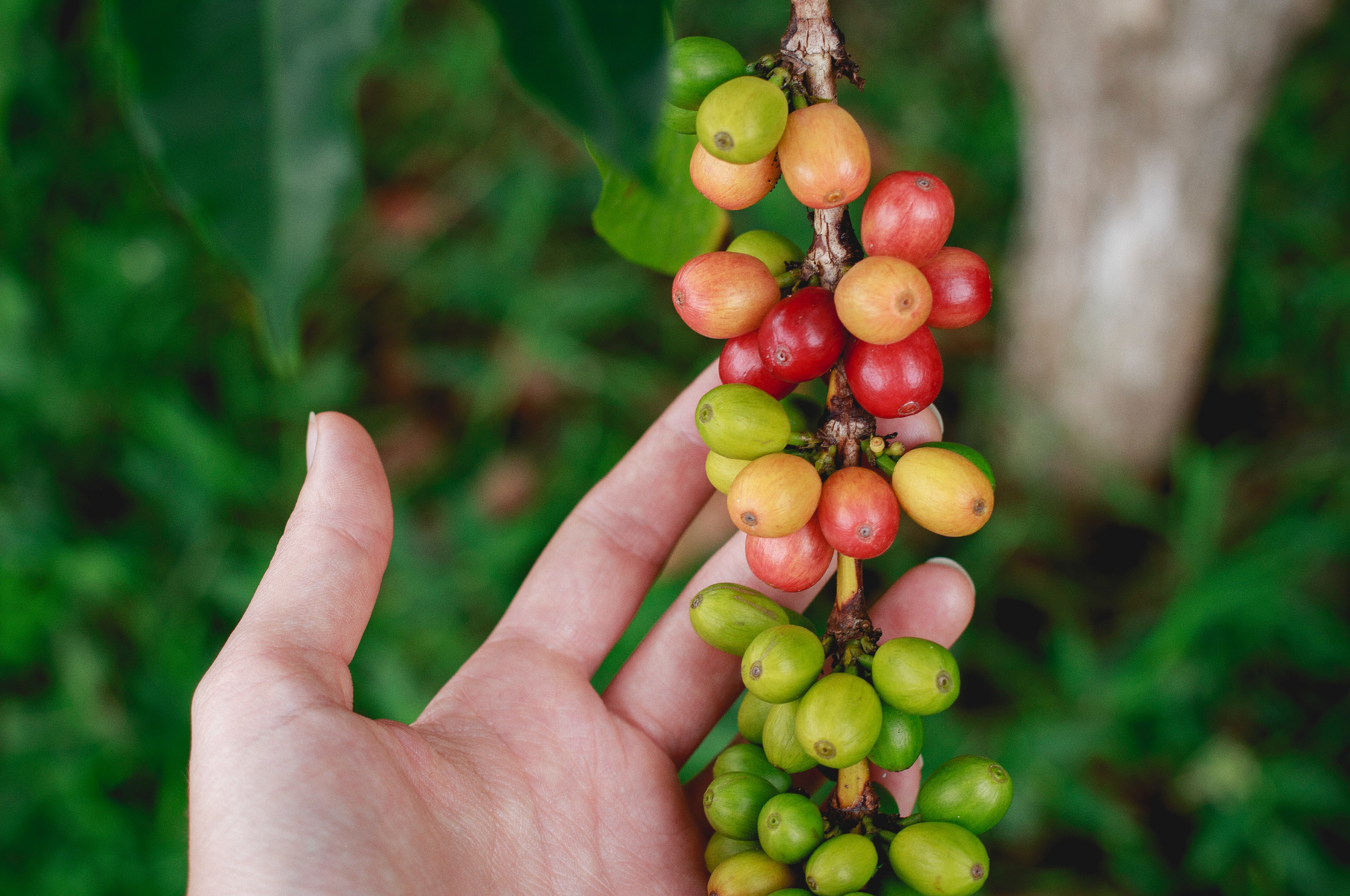 Organic vs. Fair Trade vs. Direct Trade Coffee: What are the differences? - Foster Coffee